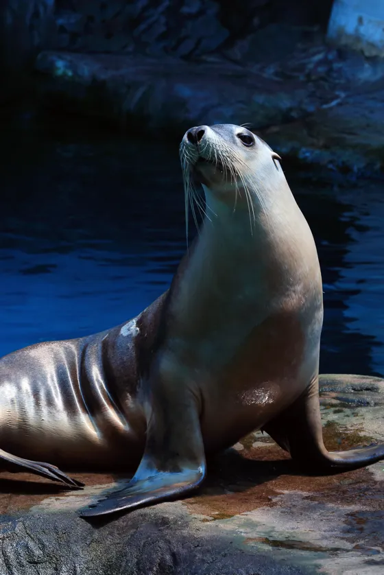 seal
